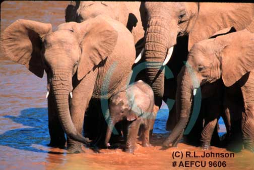 African Elephants