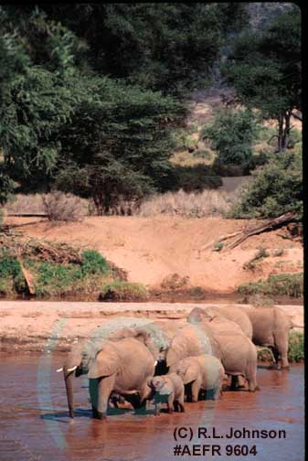 African Elephants