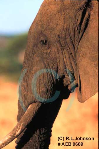 African Elephants