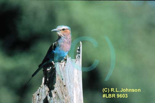 Lilac Breasted Bird in Africa