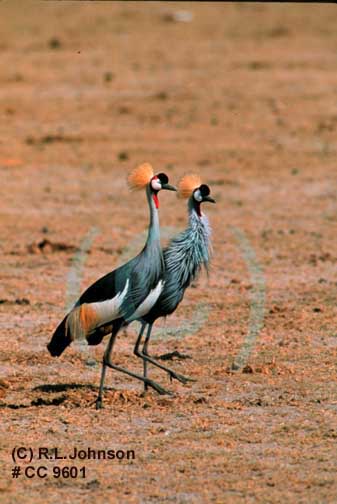 Crown Crains in Africa