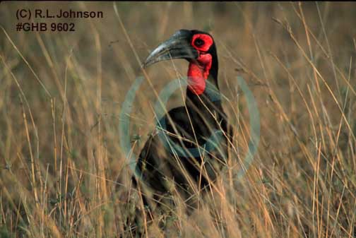 Great Horn Bill in Africa