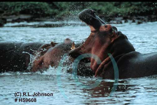 Rhinos in Africa