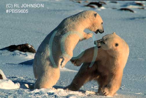 Polar Bears