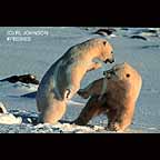 Two Polar Bears Fighting