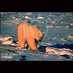 Polar Bear in Churchill Downs