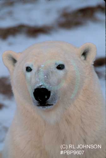 Portrait of Polar Bear