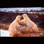 Polar Bears fighting