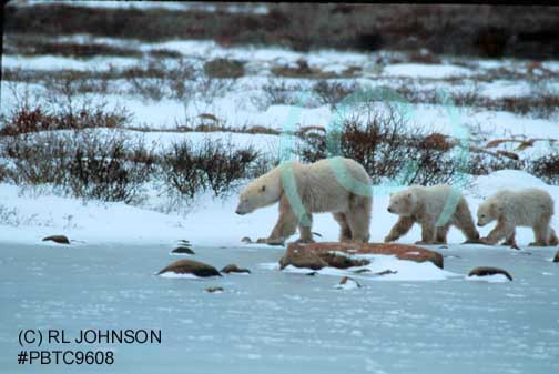 Female Polar Bear with young