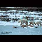 Female Polar Bear with young