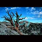 Bristle Cone Pine in the White Mouhtains of California