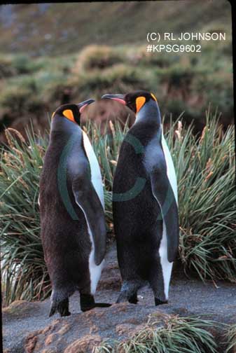 Penguins