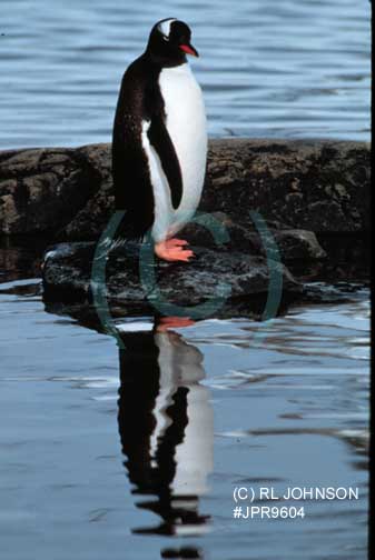 Penguins