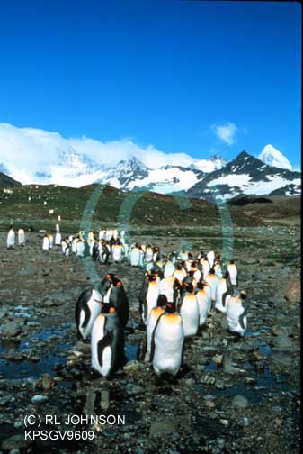 Penguins