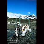 Penguins
