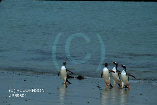 Penguins