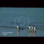 Penguins
