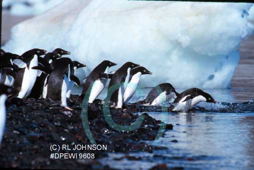 Penguins