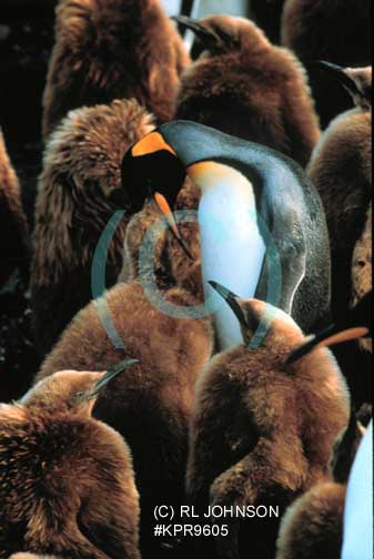 Penguins
