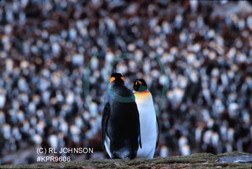 Penguins
