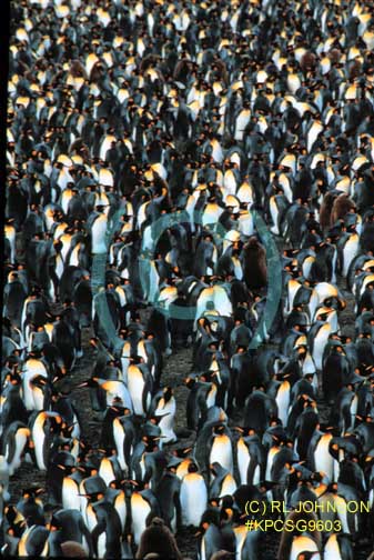 Penguins