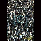 Penguin colony