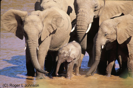 African Elephants in Kenya