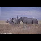 Blach Rhinoceroses, Ngnrongoro Crater, Tanzania Africa