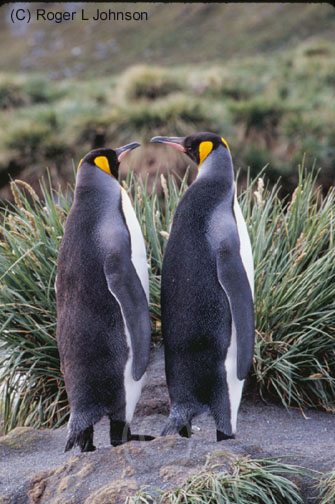 King Penguins, South Georgia Island, Antarctica