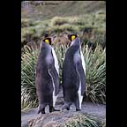 King Penguins, South Georgia Island, Antarctica