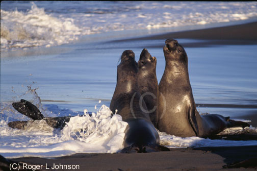 Elephant Seals, San Simeon, California