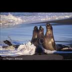 Elephant Seals, San Simeon, California