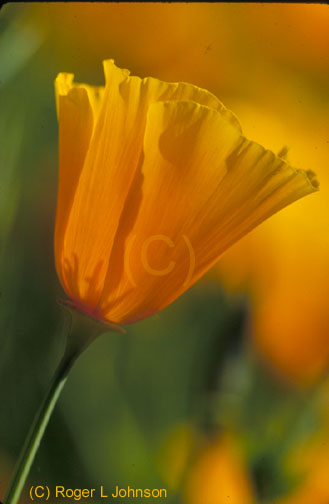 California Poppy, Point Reyes, California