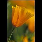 California Poppy, Point Reyes, California