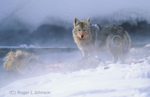 Coyote, Yellowstone National Park, Wyoming