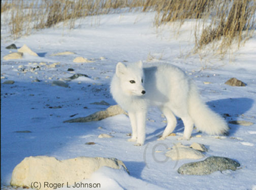 Artic Fox, Cape Gordon, Canada