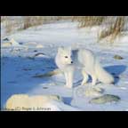 Artic Fox, Cape Gordon, Canada