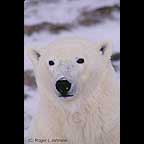 Polar bear in Churchill Manitoba Canada