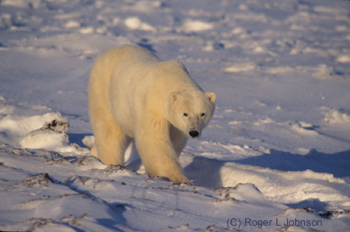 Polar bears in Churchill Manitoba Canada