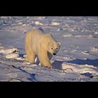 Polar bears in Churchill Manitoba Canada