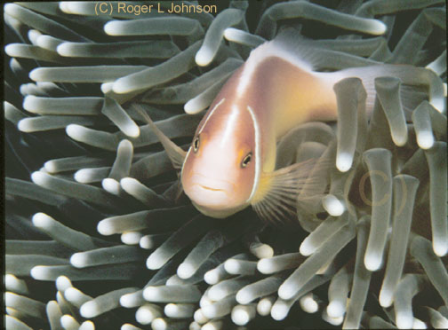 clown fish in sea anemone