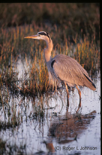 great blue heron