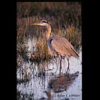 great blue heron