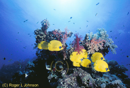 masked butterfly fish