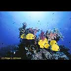 masked butterfly fish