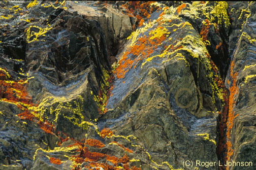 lichen