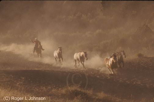 western cowboys and horses