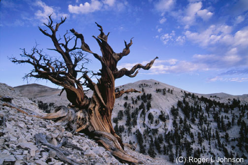 Bristle Cone Pine, White Mountains California