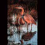 Great Blue Heron