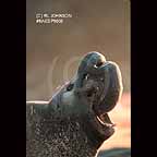 Portrait of Elephant seal along the California Coast